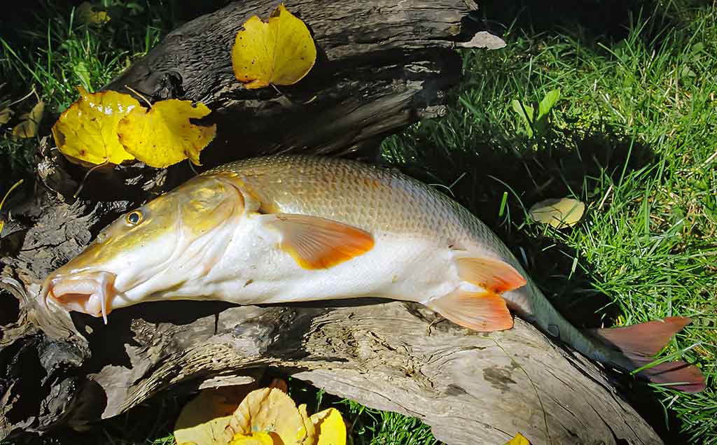 Ūsoriaus žūklė iš valties Ūsoriaus žūklė iš valties