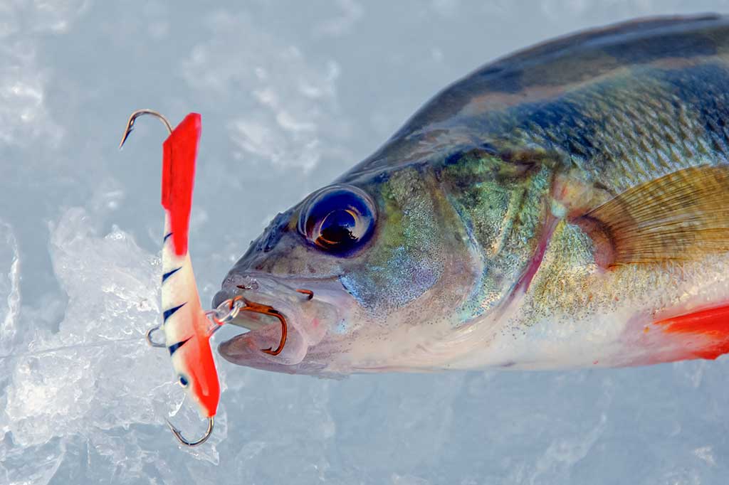 Kaip pagauti ešerį? Kaip pagauti ešerį?