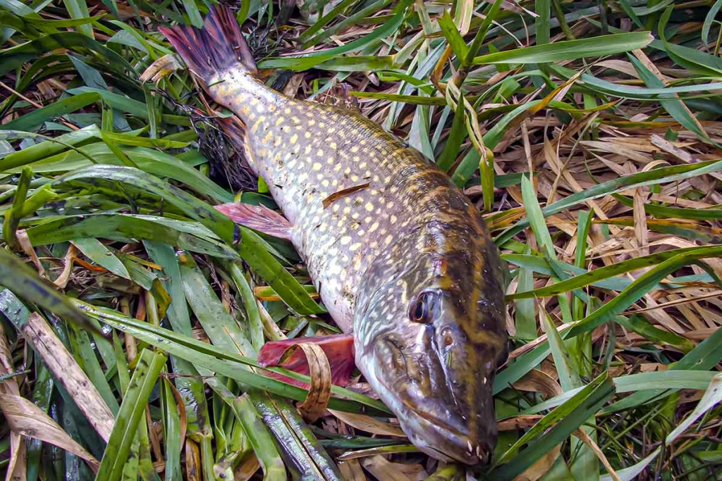 Paprastą spalio dieną prie Nevėžio. Pirma dalis Paprastą spalio dieną prie Nevėžio. Pirma dalis