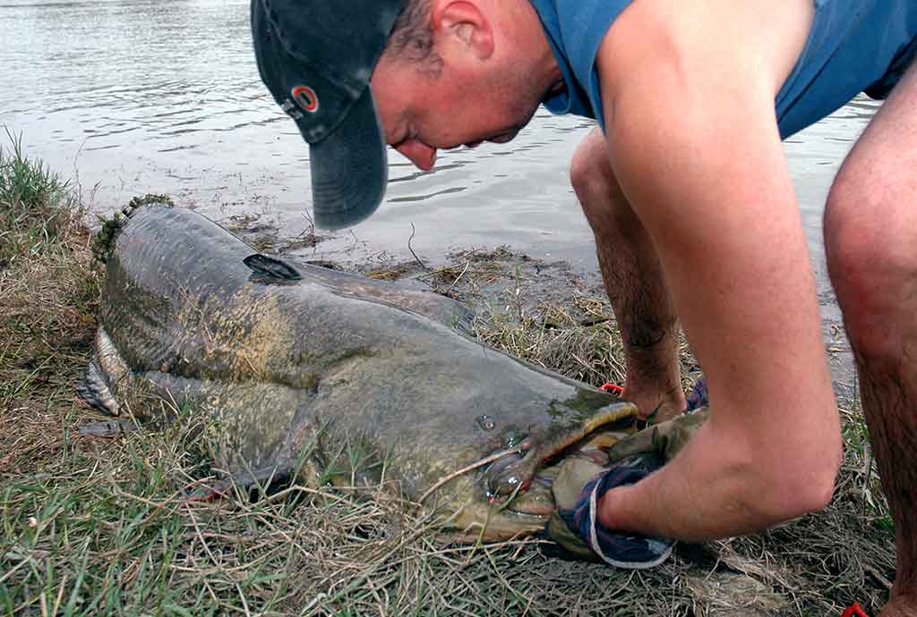 Tas sunkiai pagaunamas šamas. Pirma dalis Tas sunkiai pagaunamas šamas. Pirma dalis
