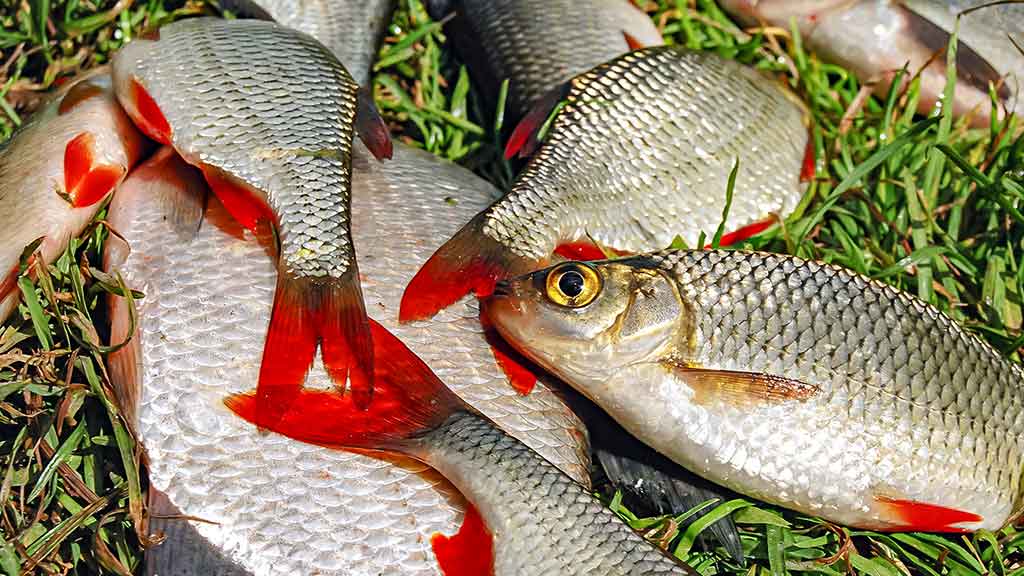 Tarp spiningo ir muselinės. Antra dalis Tarp spiningo ir muselinės. Antra dalis