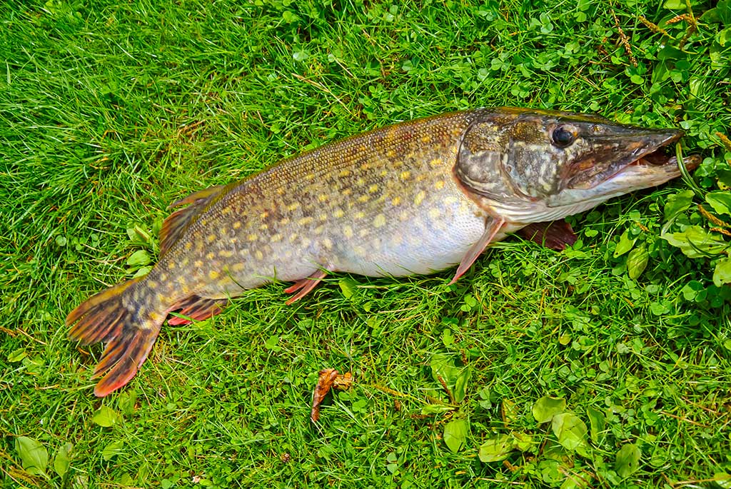 Balza, plastikas, abachi ir didelės lydekos. Pirma dalis Balza, plastikas, abachi ir didelės lydekos. Pirma dalis