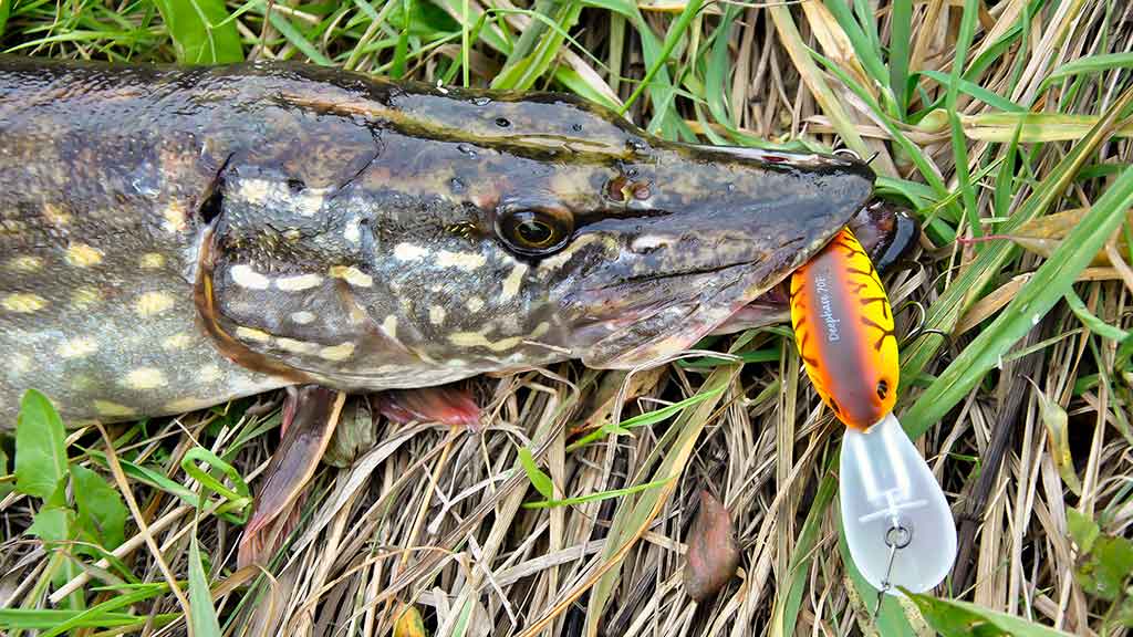 Pakibęs vandens storymėje. Antra dalis Pakibęs vandens storymėje. Antra dalis