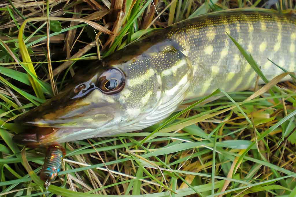 Jaukinimas spiningaujant. Pirma dalis Jaukinimas spiningaujant. Pirma dalis