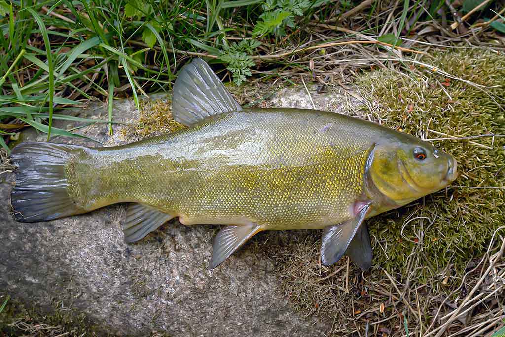 Kaip pagauti lyną? Kaip pagauti lyną?