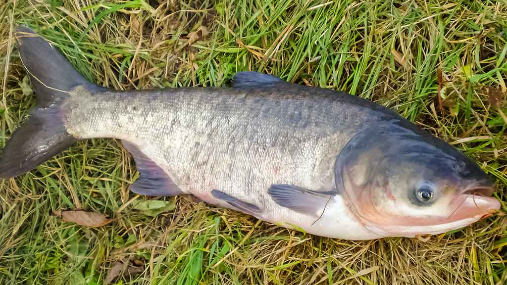 Plačiakakčiai ir karpiai... spiningu