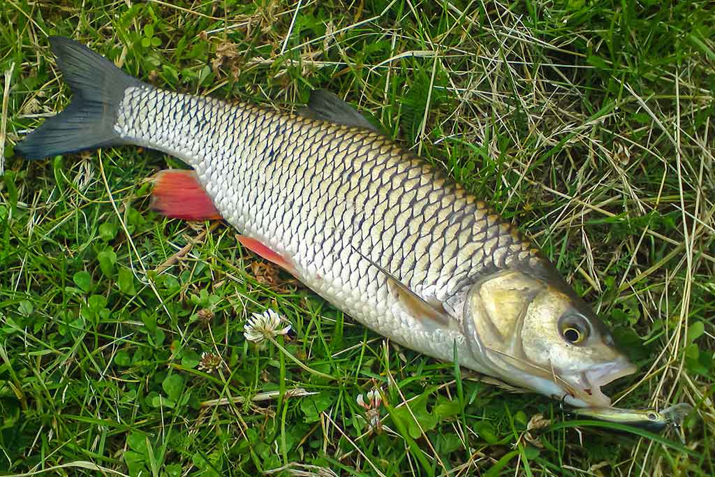 Neįprasta vasara. Pirma dalis Neįprasta vasara. Pirma dalis