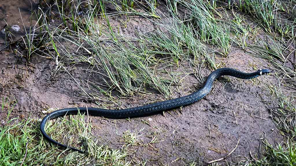 Neįprasta vasara. Antra dalis