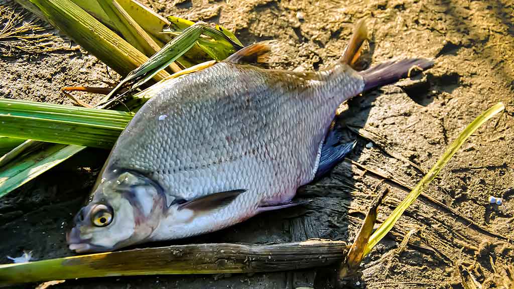 Vidurvasario karšiai. Žūklės taktika ir kibimo tvarkaraštis Vidurvasario karšiai. Žūklės taktika ir kibimo tvarkaraštis