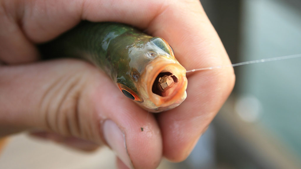 Kaip pagauti karšį? Kaip pagauti karšį?