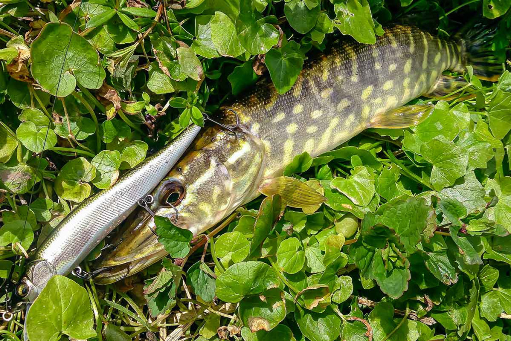 Ar sunku įsisavinti tvičingą? Ritė ir valas Ar sunku įsisavinti tvičingą? Ritė ir valas