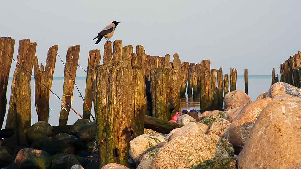 Kaip pagauti Baltijos plekšnę. Otai ir kitos žuvys Kaip pagauti Baltijos plekšnę. Otai ir kitos žuvys