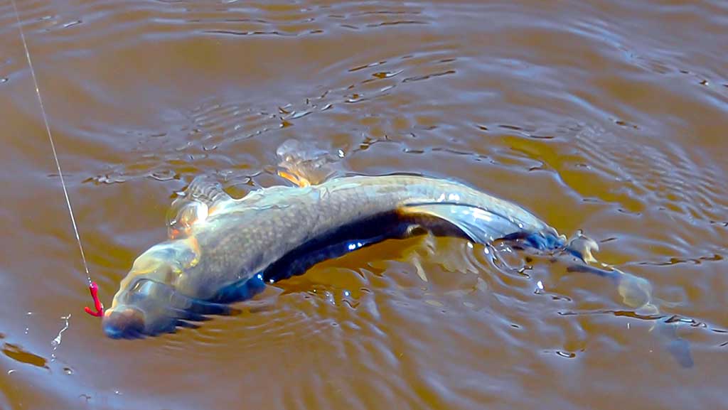Geriausi kabliukai žiobrių žūklei