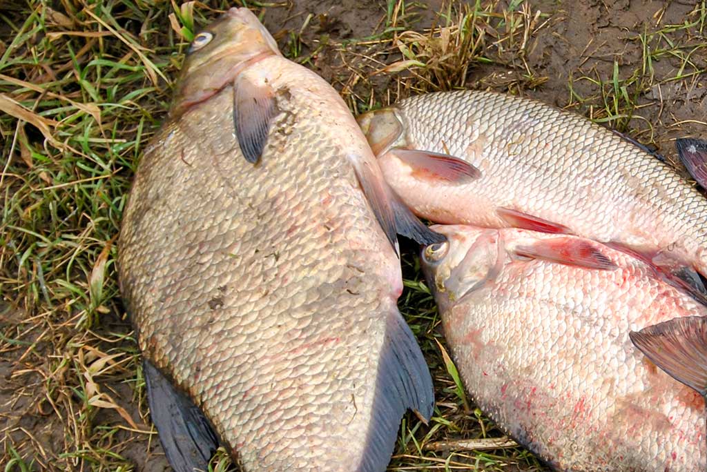 Dar ne laikas mest į kampą meškerę Dar ne laikas mest į kampą meškerę