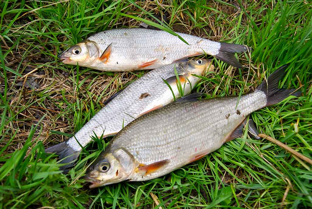 Pirmi ir paskutiniai Dubysos žiobriai. Antra dalis