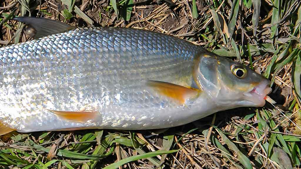 Dar šis bei tas apie kabliukus. Pirma dalis