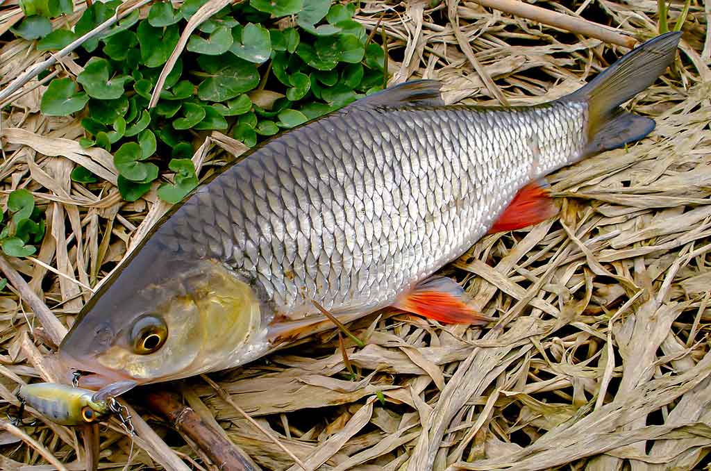 Su spiningu kovą ir balandį. Antra dalis Su spiningu kovą ir balandį. Antra dalis