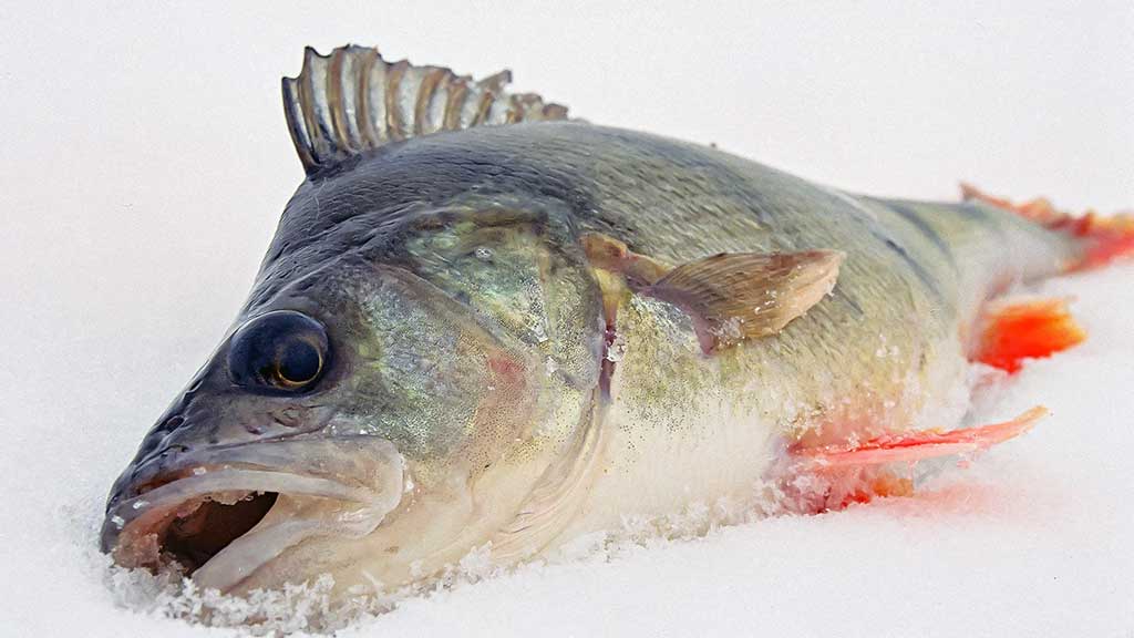 Kaip pagauti ešerį? Kaip pagauti ešerį?