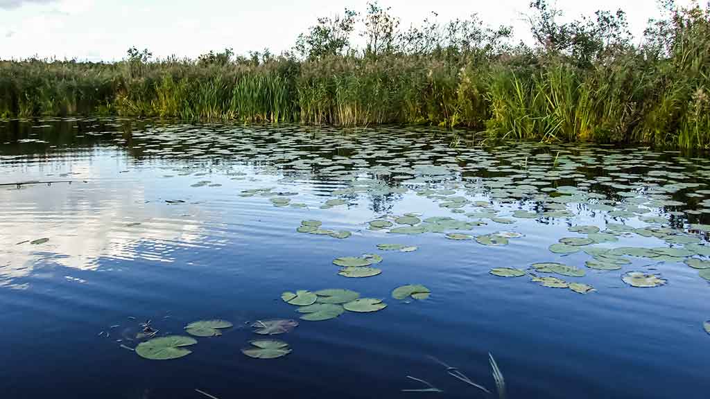 Tvičingas Nemuno žemupyje ir deltoje Tvičingas Nemuno žemupyje ir deltoje