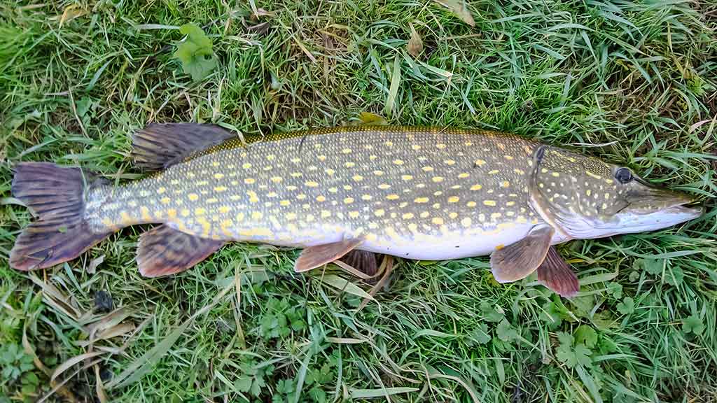 Lydekos, tvičingas ir dideli vobleriai. Techniniai niuansai, žūklavietės Lydekos, tvičingas ir dideli vobleriai. Techniniai niuansai, žūklavietės