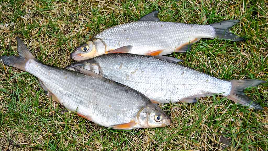 Pirmi ir paskutiniai Dubysos žiobriai. Antra dalis