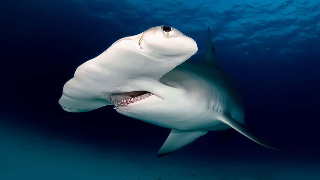 Kūjarykliai (Sphyrnidae) Kūjarykliai (Sphyrnidae)