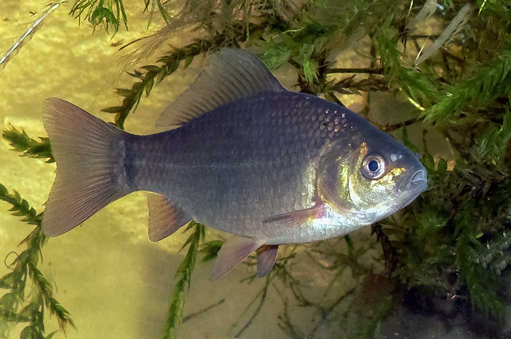 Paprastais arba auksinis karosas (Carassius carassius)