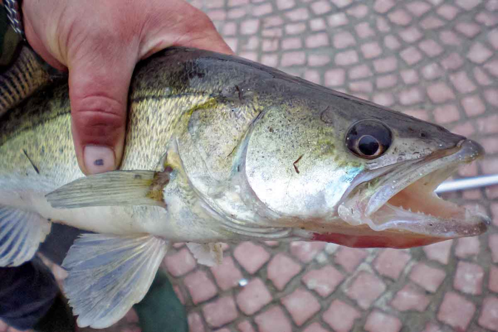 Jei žiemą nori sėkmingai pažvejoti, keliauk į miesto centrą. Pirma dalis Jei žiemą nori sėkmingai pažvejoti, keliauk į miesto centrą. Pirma dalis