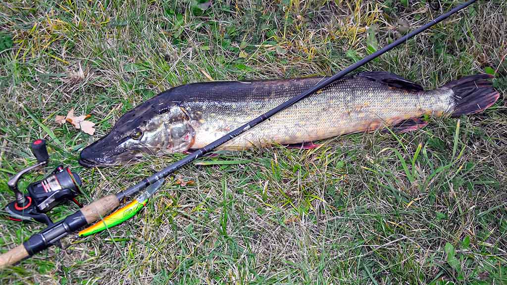 Kaip pagauti lydeką? Kaip pagauti lydeką?