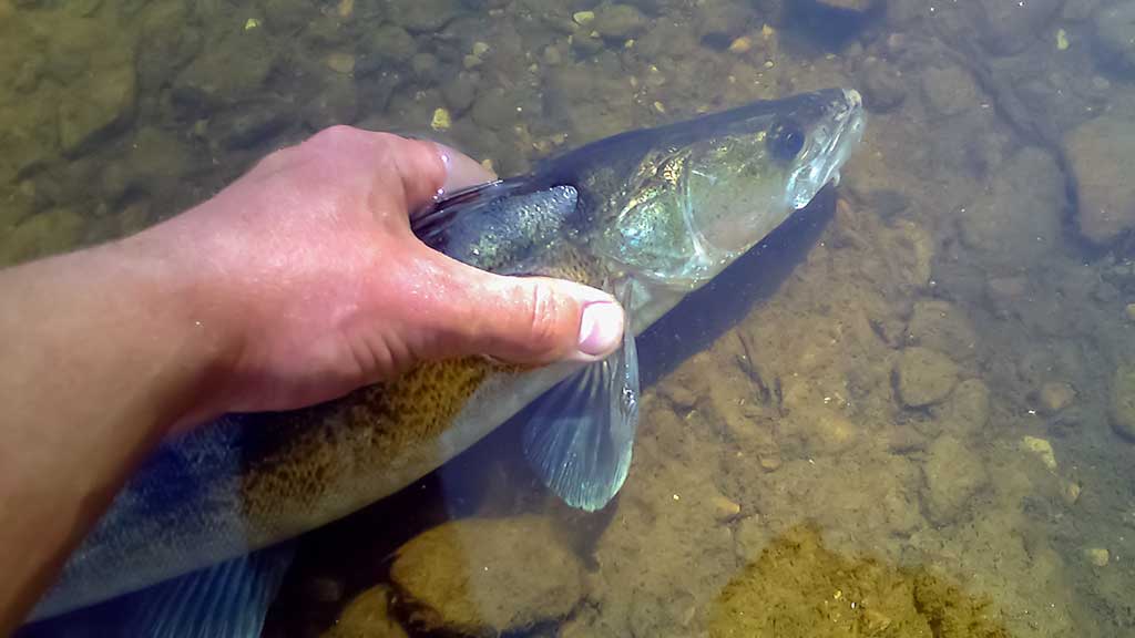 Kuomet sterkai pakyla. Pirma dalis