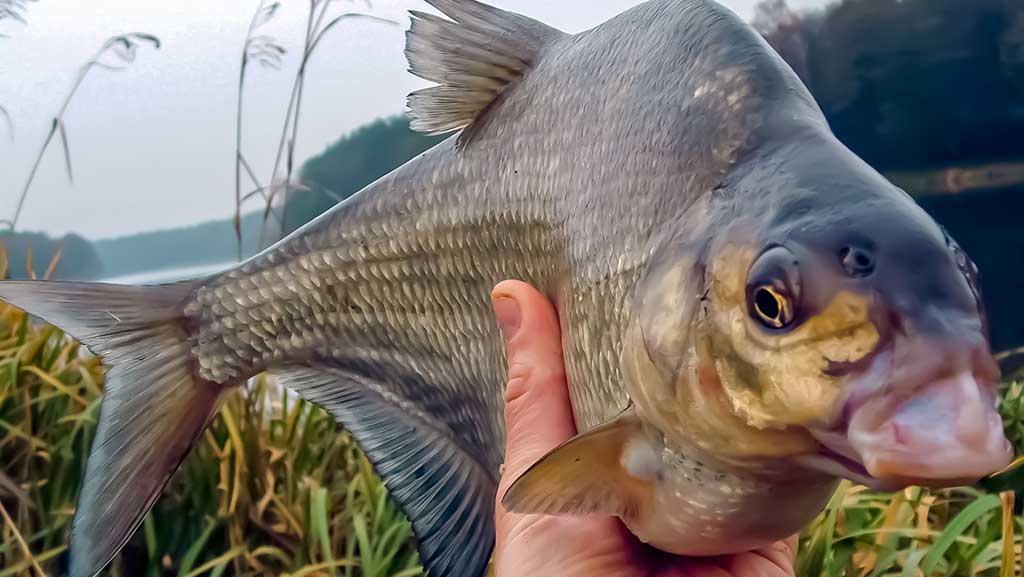 Vidurvasario karšiai. Žūklės taktika ir kibimo tvarkaraštis Vidurvasario karšiai. Žūklės taktika ir kibimo tvarkaraštis