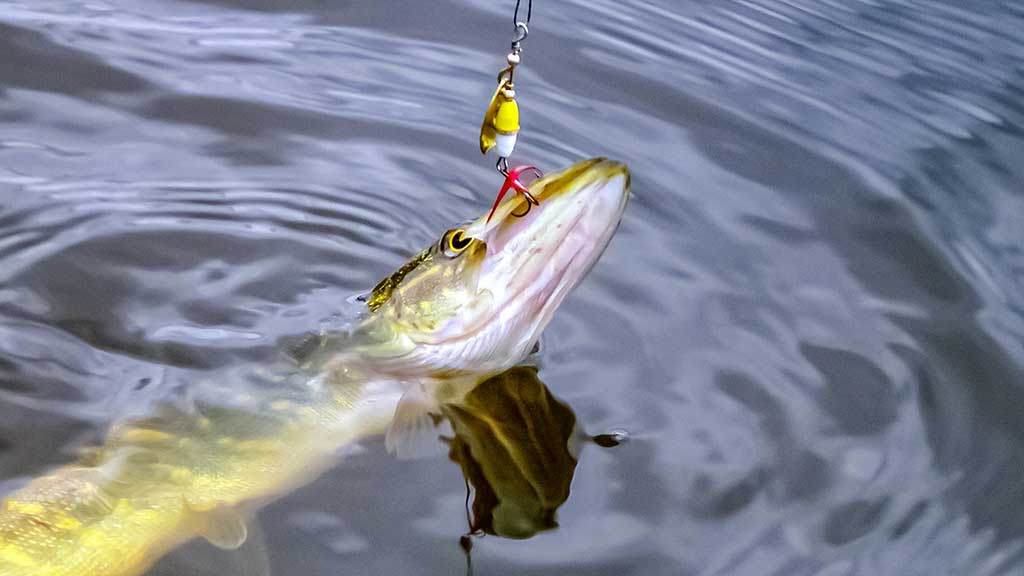 Sukis, lapeli, sukis... Apie lydekas, šapalus ir meknes