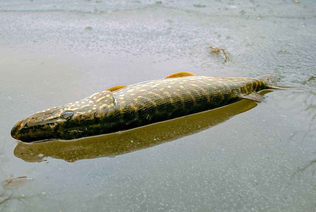 Mitai apie žiemos lydekas ir tiesa apie spiningus Mitai apie žiemos lydekas ir tiesa apie spiningus