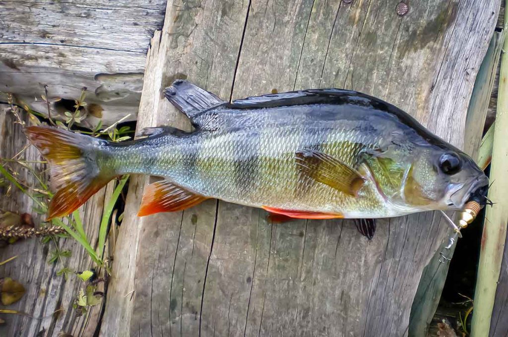 Nepailstanti žuvų viliotoja. 2 dalis