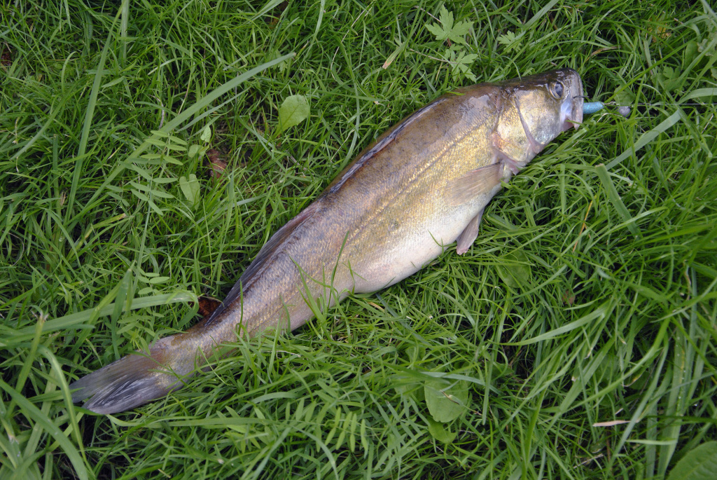 Kuomet sterkai pakyla. Trečia dalis