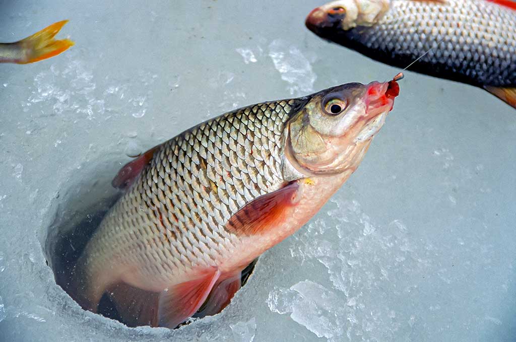 Kaip pagauti ešerį?