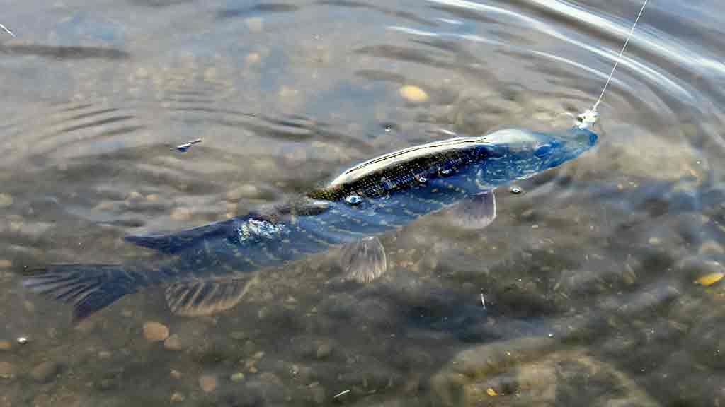 Kai žuvims gera – meškeriotojui liūdna Kai žuvims gera – meškeriotojui liūdna