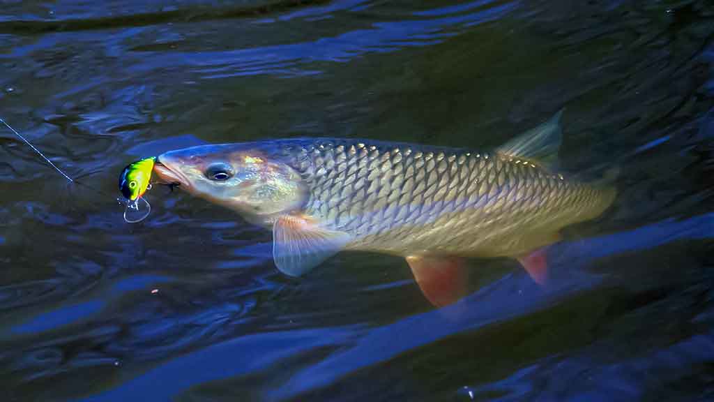 Nugalėtojas būna tik vienas. Antra dalis Nugalėtojas būna tik vienas. Antra dalis