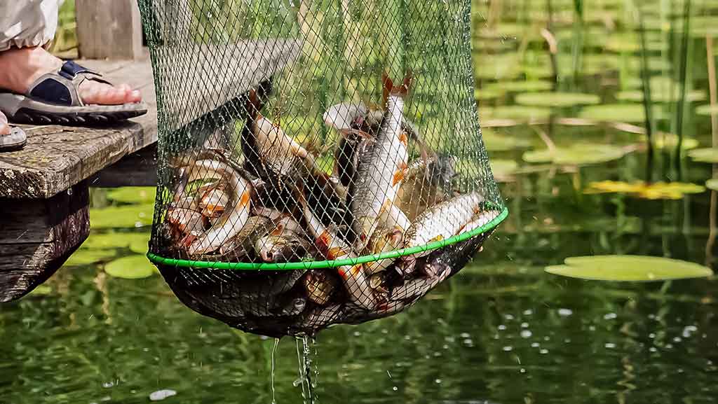 Apie vėją, nuskandintą valą ir karšiams skirtą waggler Apie vėją, nuskandintą valą ir karšiams skirtą waggler
