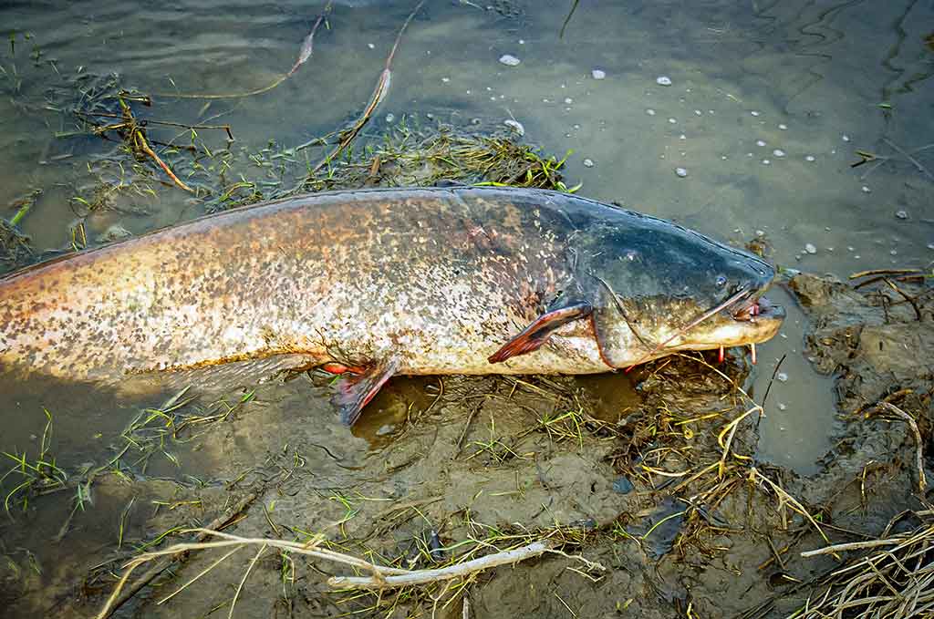 Penkių kilometrų maratonas pakui šamą Penkių kilometrų maratonas pakui šamą