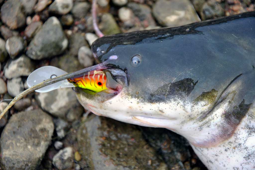 Kaip sugauti šamą? Kaip sugauti šamą?