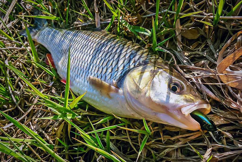 Kaip pagauti šapalą? Kaip pagauti šapalą?