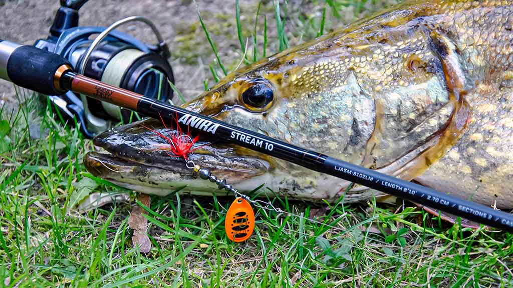 Geriau trumpas ar ilgas kotas? Antra dalis Geriau trumpas ar ilgas kotas? Antra dalis