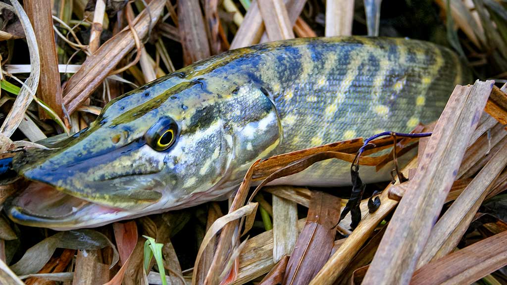 Plėšrūnai naktį nemiega. Pirma dalis