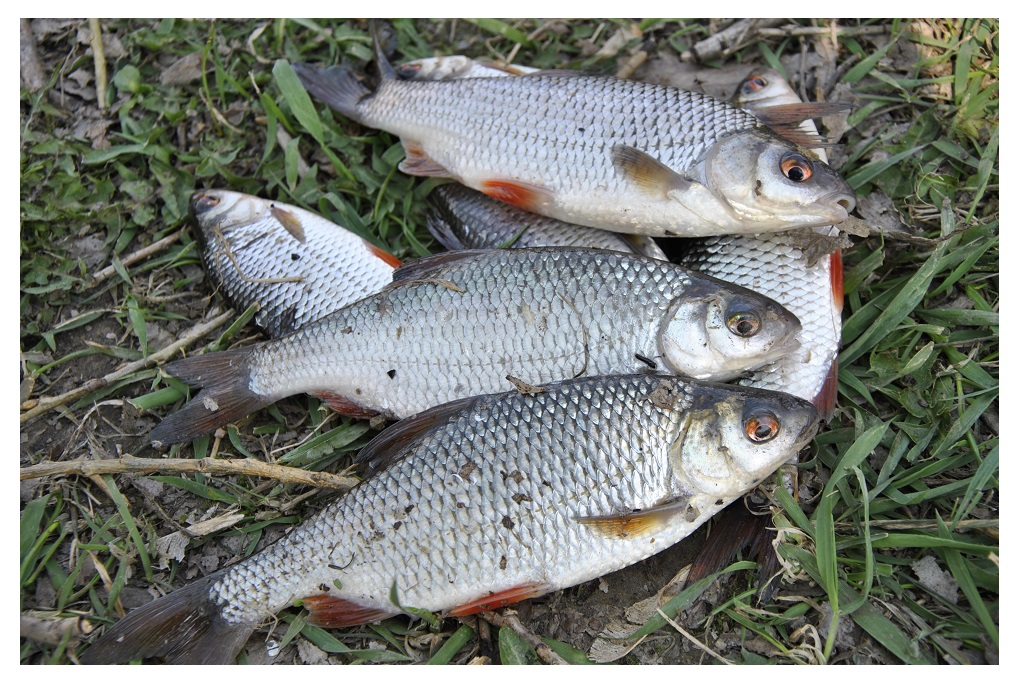 Kai žuvys nekimba – padeda kvietys