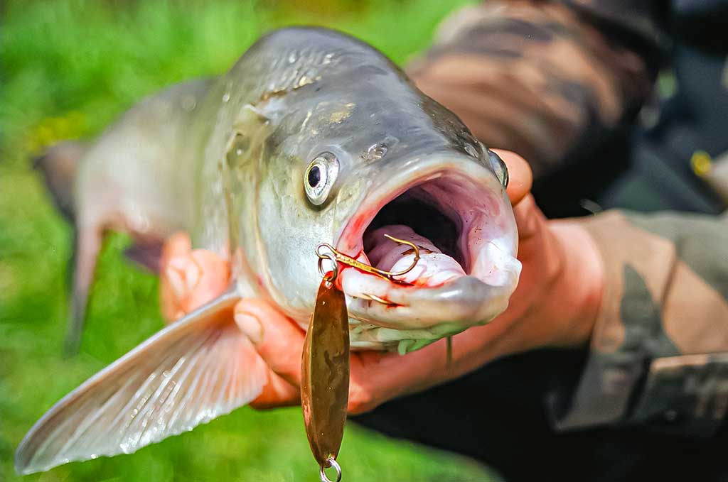 Ne tik salatiniai delikatesai. Pirma dalis Ne tik salatiniai delikatesai. Pirma dalis