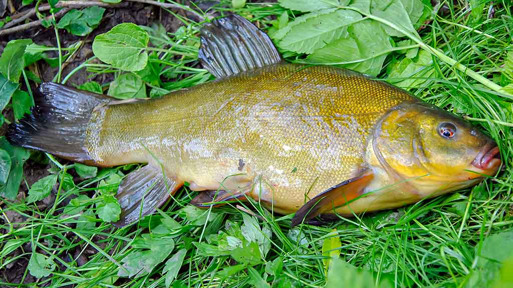 „Balta“ žuvis juodą naktį. Pirma dalis „Balta“ žuvis juodą naktį. Pirma dalis