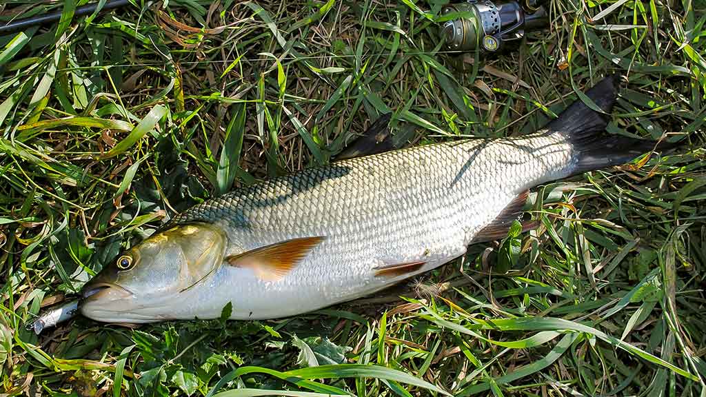Vienas ir šimtas vienas būdas pagauti salatį 