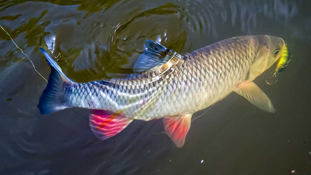 Paslaptingi Dubysos vingiai. Su spiningu – dar įdomiau