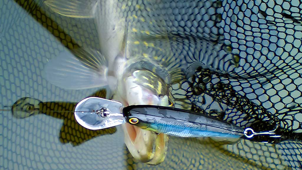 Sprunkančios žuvelės iliuzija Sprunkančios žuvelės iliuzija